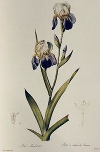 a drawing of an iris with purple flowers and leaves
