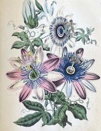 a drawing of a flower with blue and pink flowers