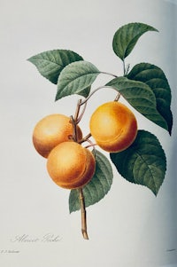 three apricots on a branch with leaves
