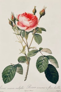 an engraving of a pink rose with green leaves
